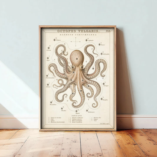 Octopus Art Print - Vintage Sidney Hall Scientific Poster - Antique Sea Creature Illustration Wall Art 1/3