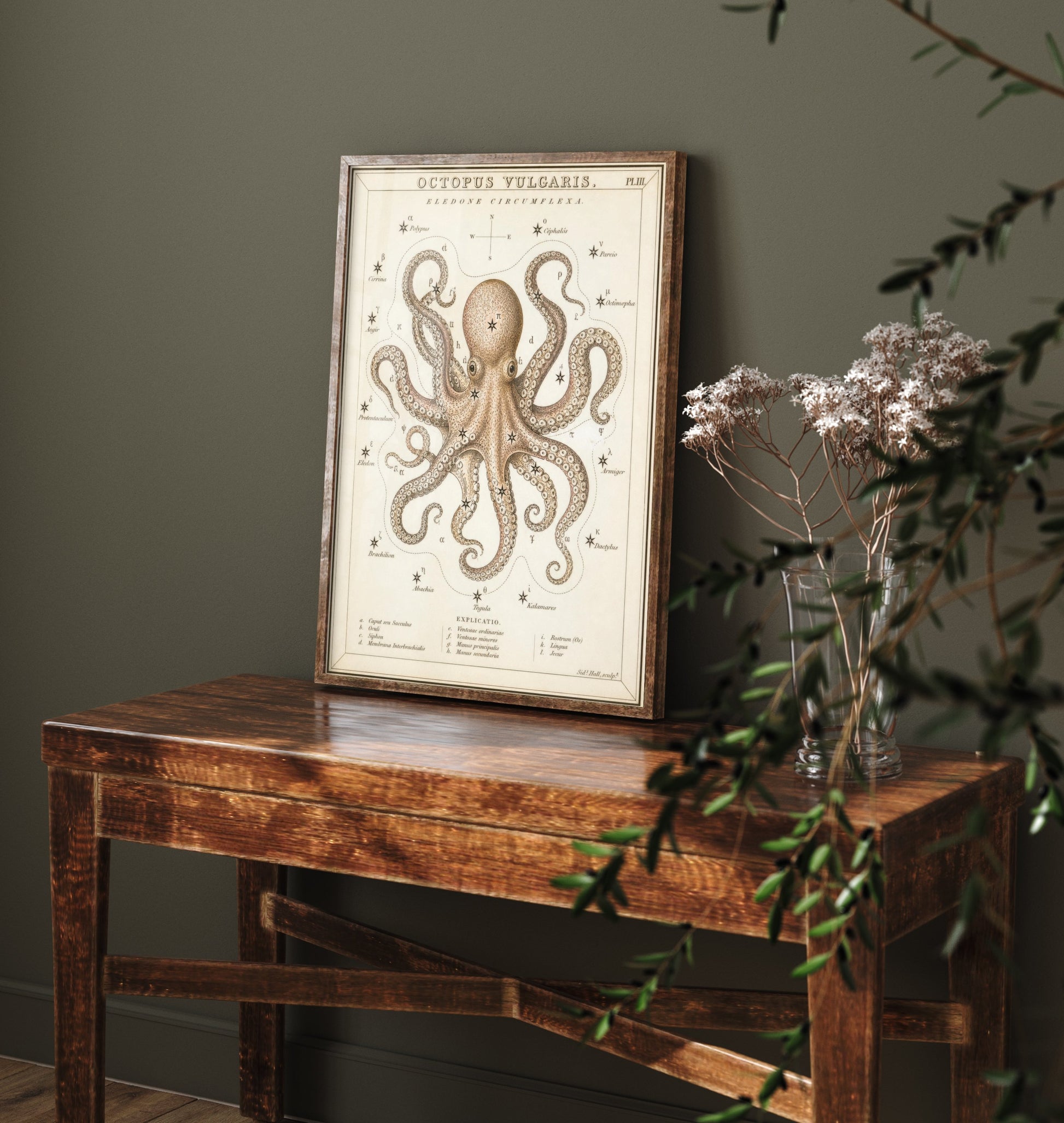 Octopus Art Print - Vintage Sidney Hall Scientific Poster - Antique Sea Creature Illustration Wall Art 1/3