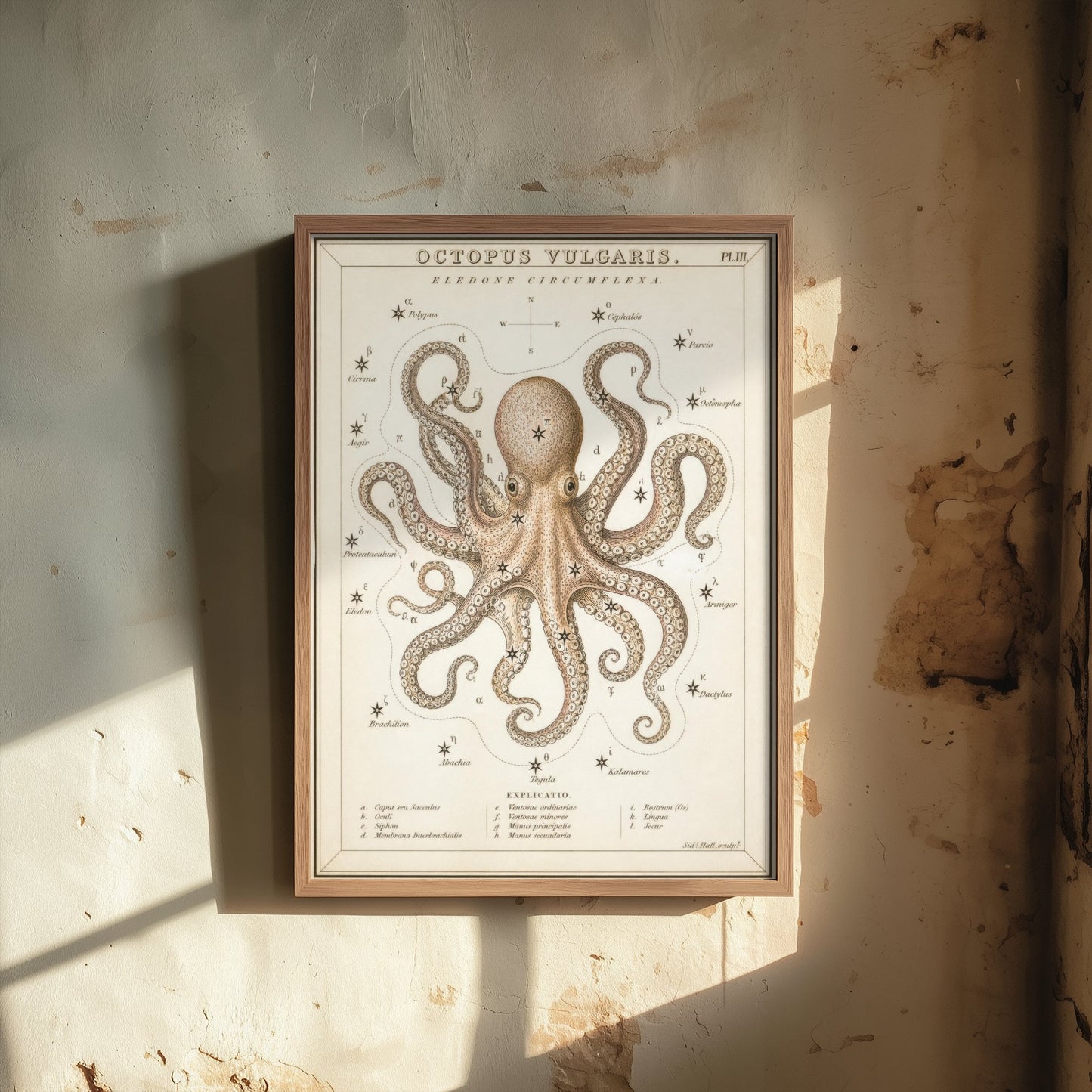 Octopus Art Print - Vintage Sidney Hall Scientific Poster - Antique Sea Creature Illustration Wall Art 1/3