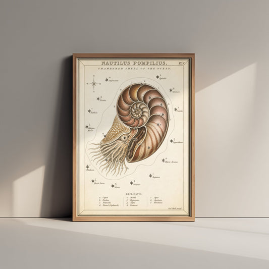 Nautilus Shell Art Print - Vintage Sidney Hall Scientific Poster - Antique Sea Illustration Wall Art 2/3