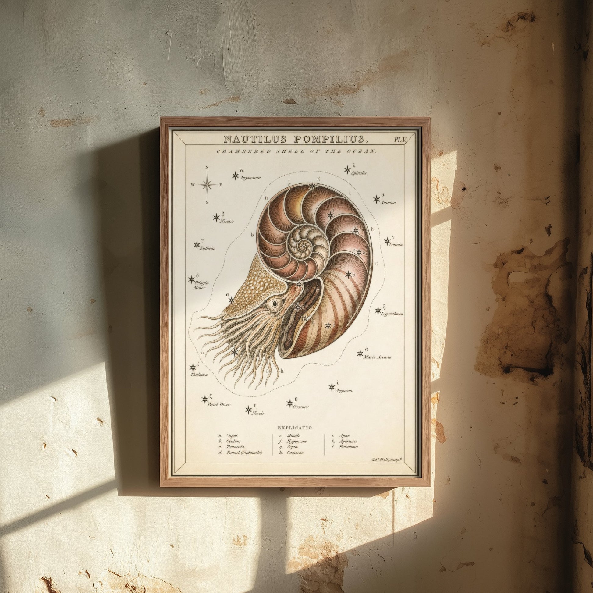 Nautilus Shell Art Print - Vintage Sidney Hall Scientific Poster - Antique Sea Illustration Wall Art 2/3