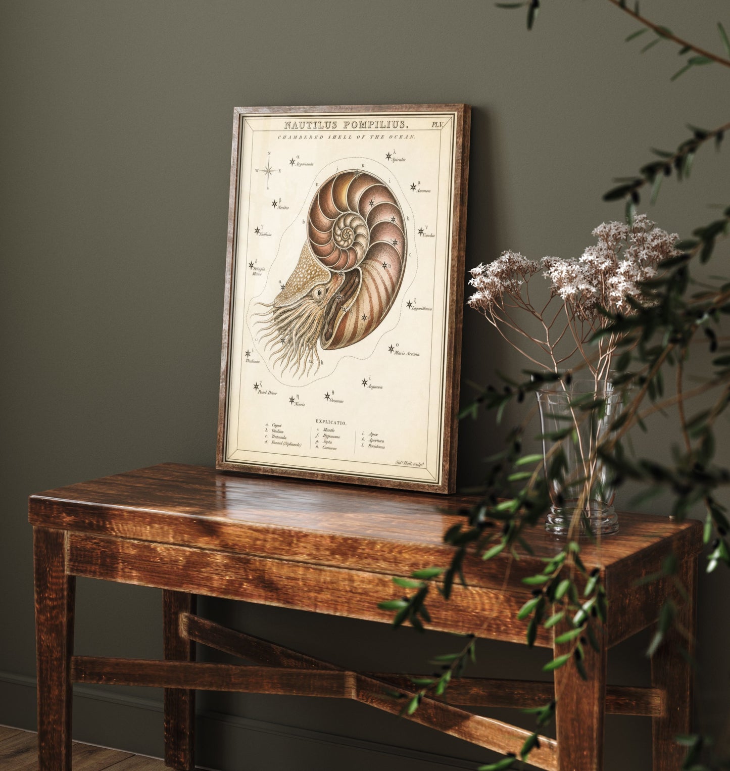 Nautilus Shell Art Print - Vintage Sidney Hall Scientific Poster - Antique Sea Illustration Wall Art 2/3