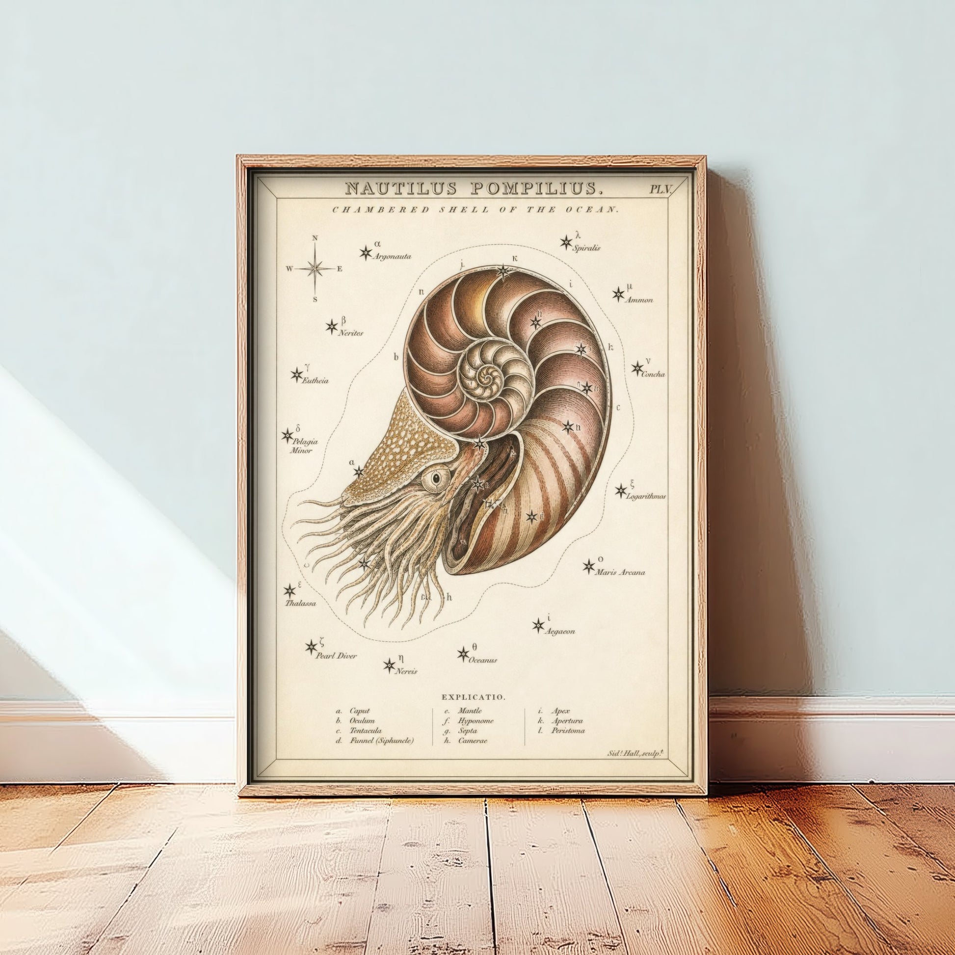 Nautilus Shell Art Print - Vintage Sidney Hall Scientific Poster - Antique Sea Illustration Wall Art 2/3