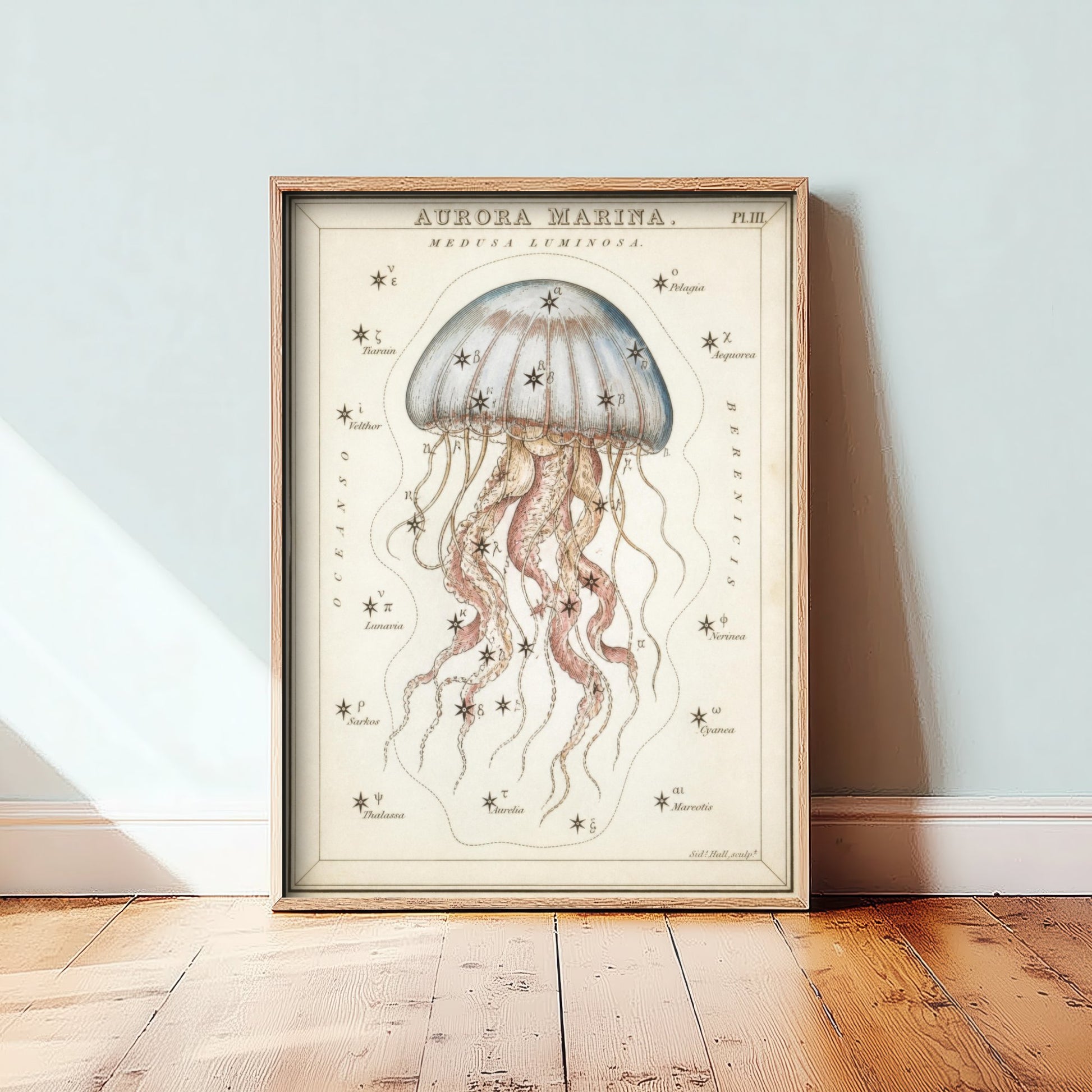 Jellyfish Art Print - Vintage Sidney Hall Scientific Poster - Antique Sea Creature Illustration Wall Art 3/3