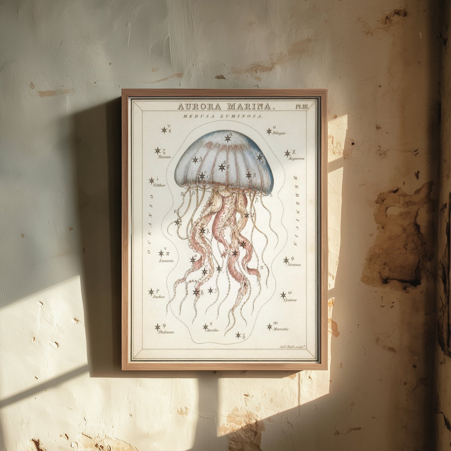 Jellyfish Art Print - Vintage Sidney Hall Scientific Poster - Antique Sea Creature Illustration Wall Art 3/3