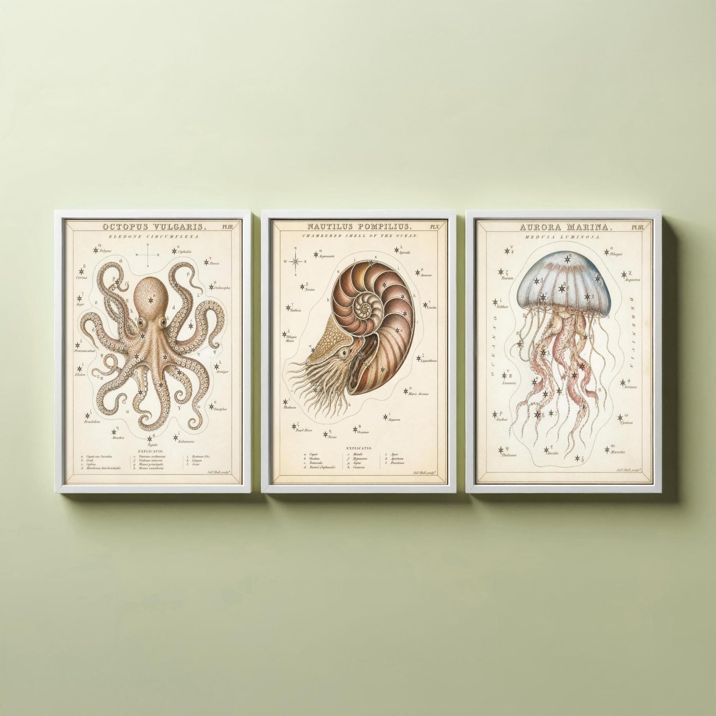 Sidney Hall Style Sea Creatures Set of Three Art Prints - 3 Octopus Nautilus Jellyfish Posters - Vintage Nautical Illustration