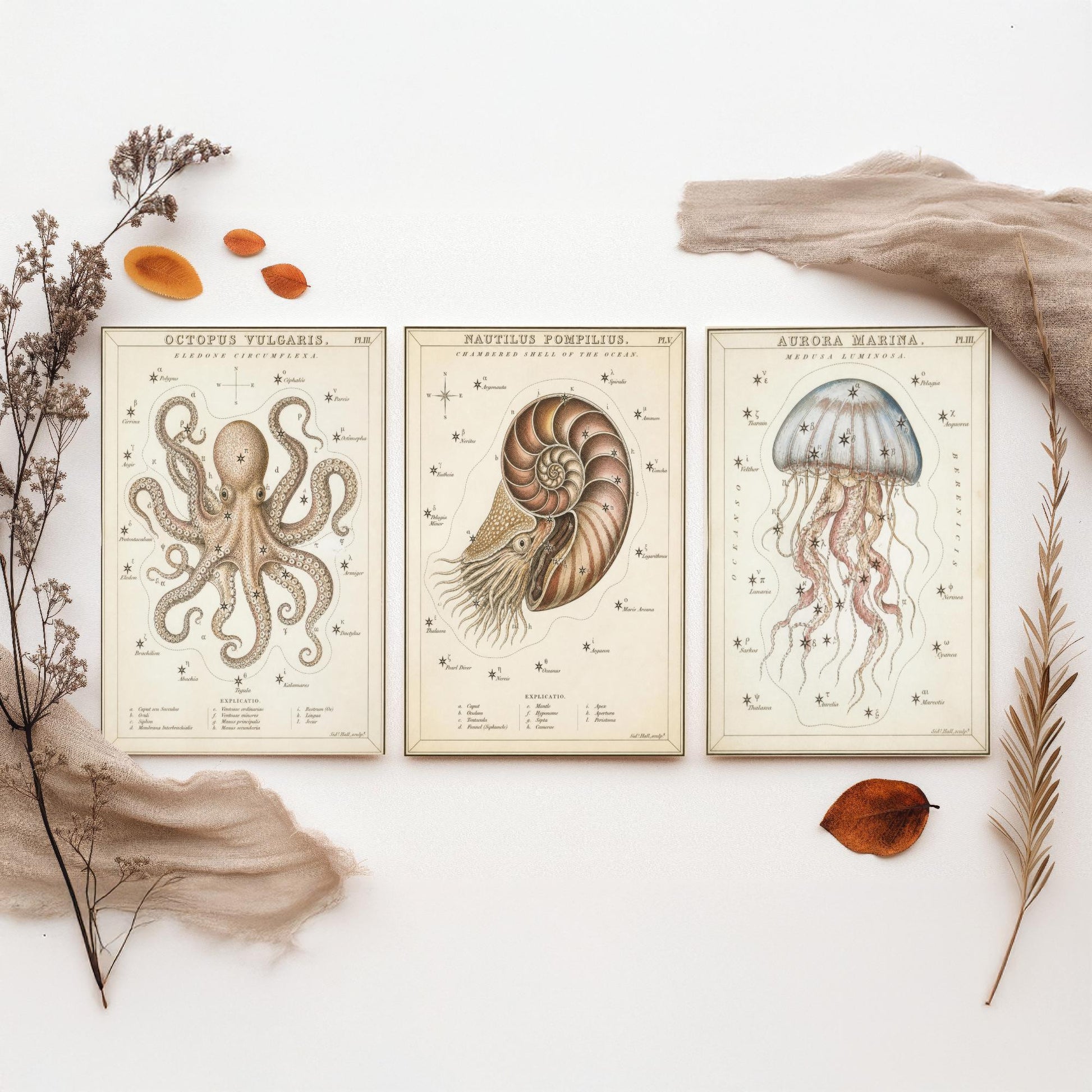 Sidney Hall Style Sea Creatures Set of Three Art Prints - 3 Octopus Nautilus Jellyfish Posters - Vintage Nautical Illustration