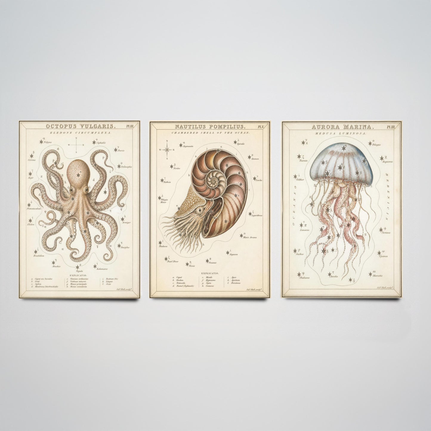 Sidney Hall Style Sea Creatures Set of Three Art Prints - 3 Octopus Nautilus Jellyfish Posters - Vintage Nautical Illustration