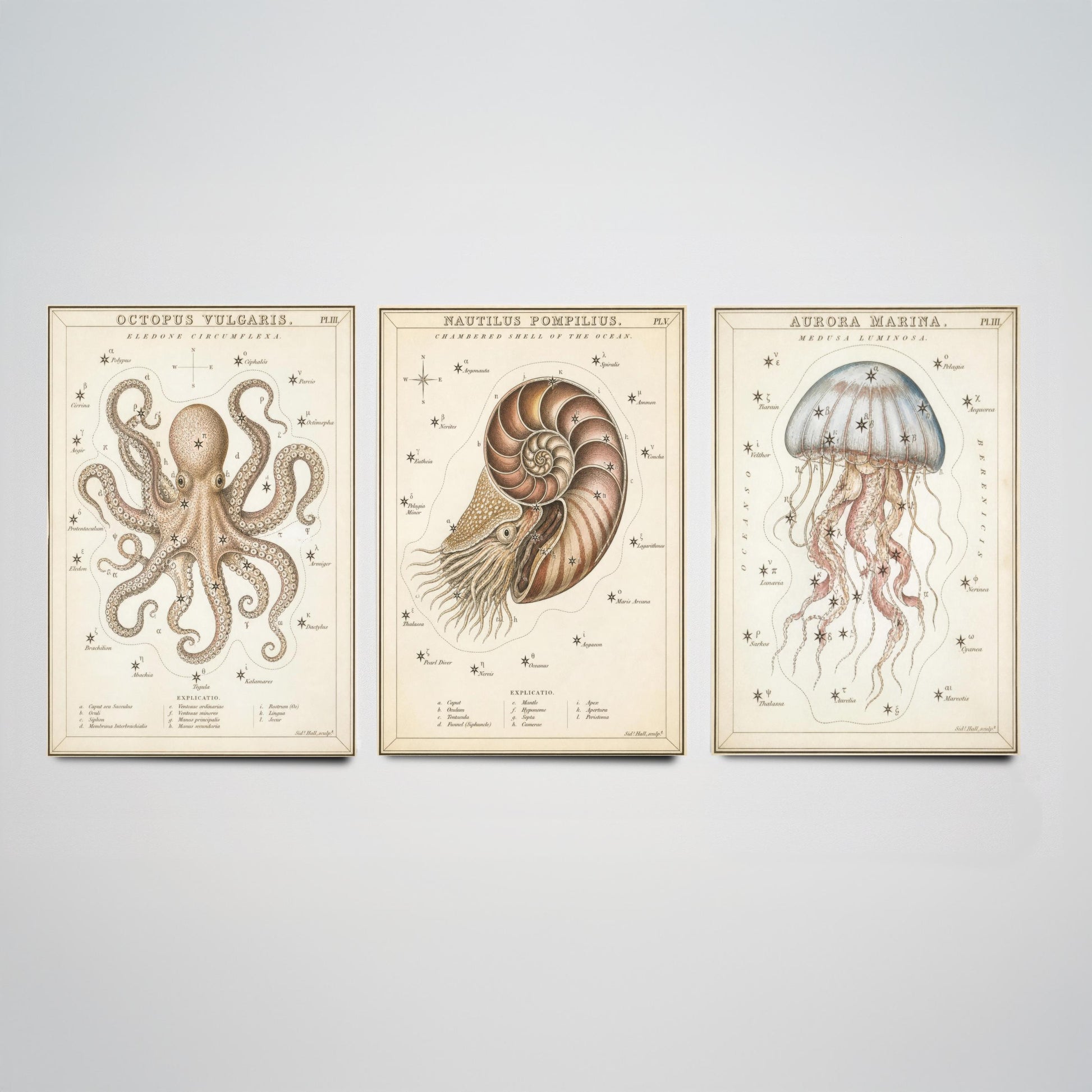 Sidney Hall Style Sea Creatures Set of Three Art Prints - 3 Octopus Nautilus Jellyfish Posters - Vintage Nautical Illustration