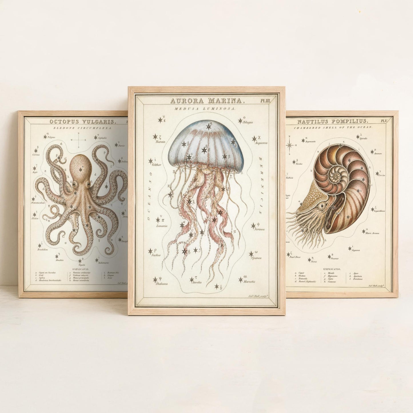 Sidney Hall Style Sea Creatures Set of Three Art Prints - 3 Octopus Nautilus Jellyfish Posters - Vintage Nautical Illustration