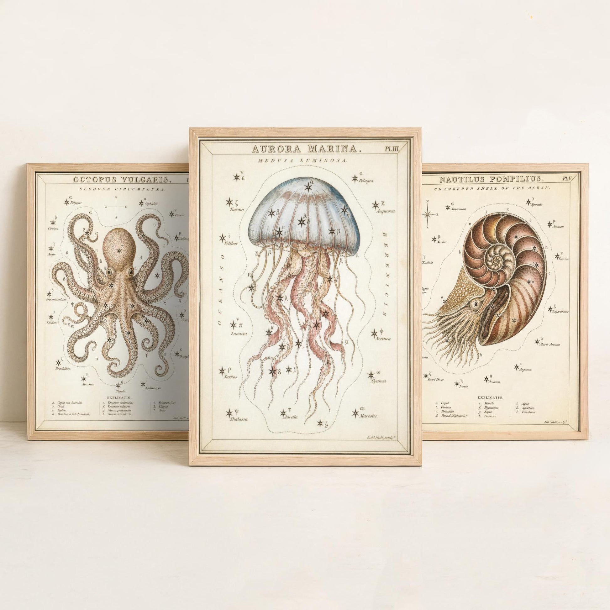 Sidney Hall Style Sea Creatures Set of Three Art Prints - 3 Octopus Nautilus Jellyfish Posters - Vintage Nautical Illustration