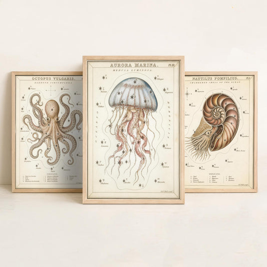 Sidney Hall Style Sea Creatures Set of Three Art Prints - 3 Octopus Nautilus Jellyfish Posters - Vintage Nautical Illustration