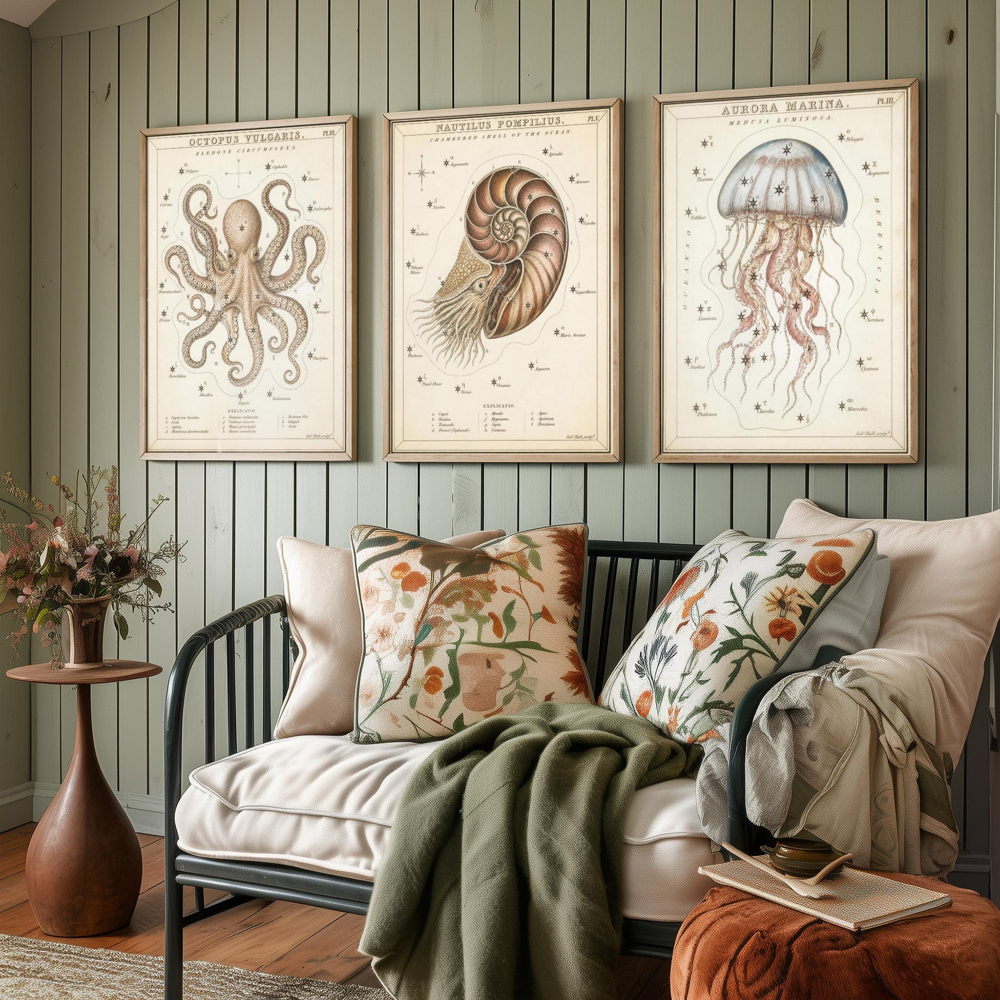 Sidney Hall Style Sea Creatures Set of Three Art Prints - 3 Octopus Nautilus Jellyfish Posters - Vintage Nautical Illustration