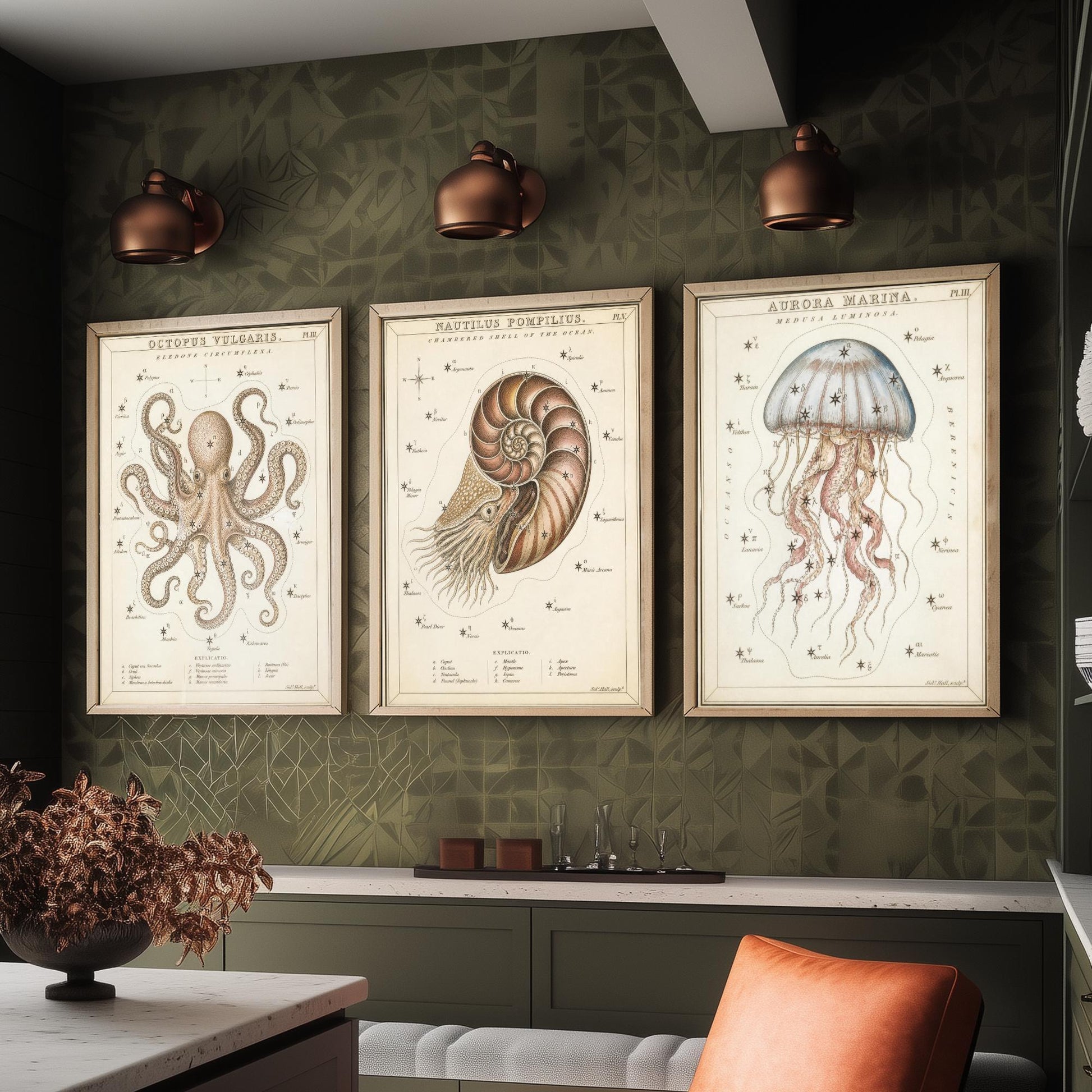 Sidney Hall Style Sea Creatures Set of Three Art Prints - 3 Octopus Nautilus Jellyfish Posters - Vintage Nautical Illustration
