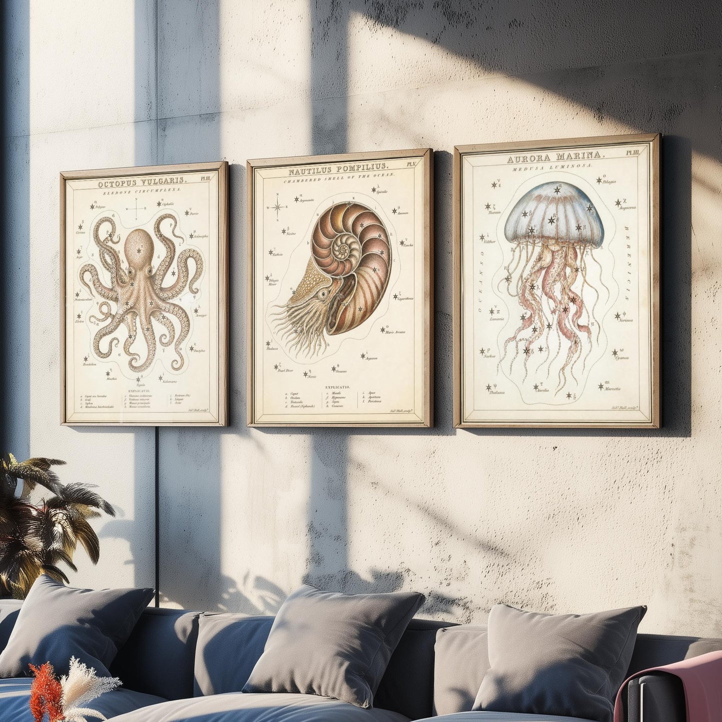 Sidney Hall Style Sea Creatures Set of Three Art Prints - 3 Octopus Nautilus Jellyfish Posters - Vintage Nautical Illustration