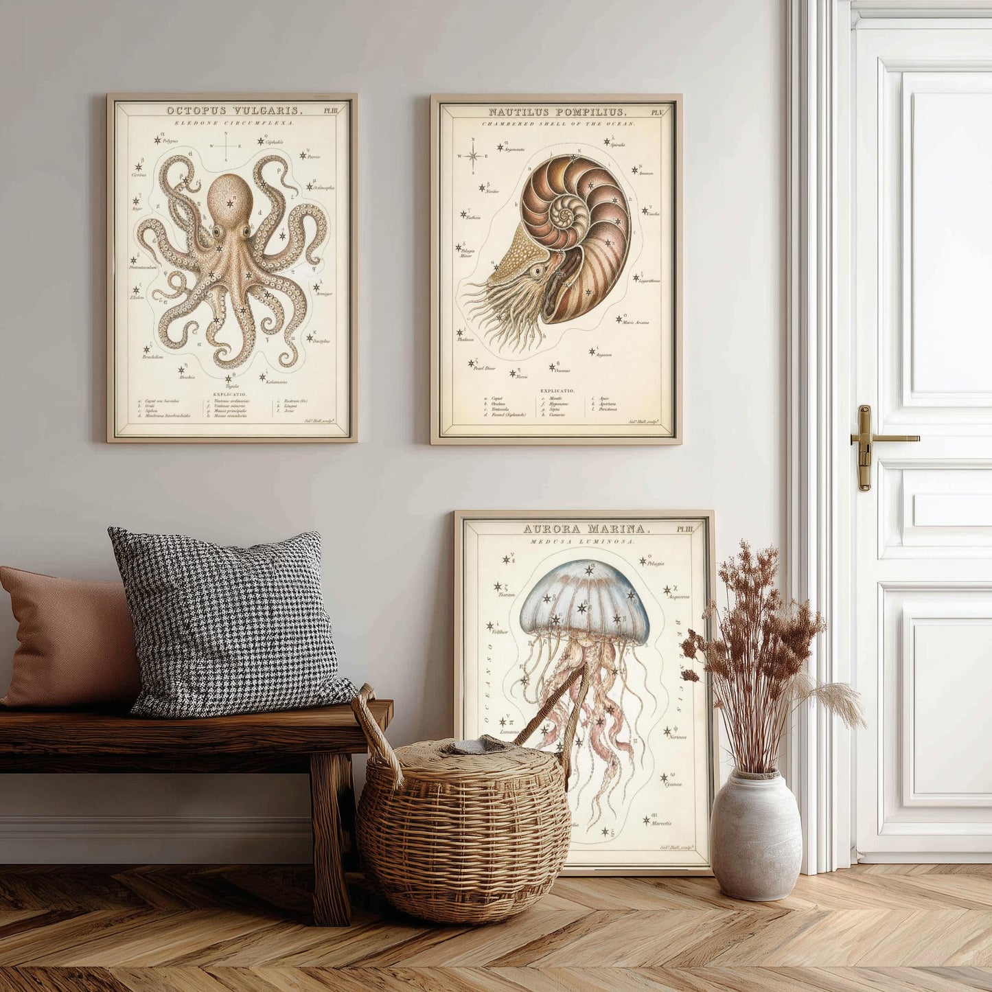 Sidney Hall Style Sea Creatures Set of Three Art Prints - 3 Octopus Nautilus Jellyfish Posters - Vintage Nautical Illustration