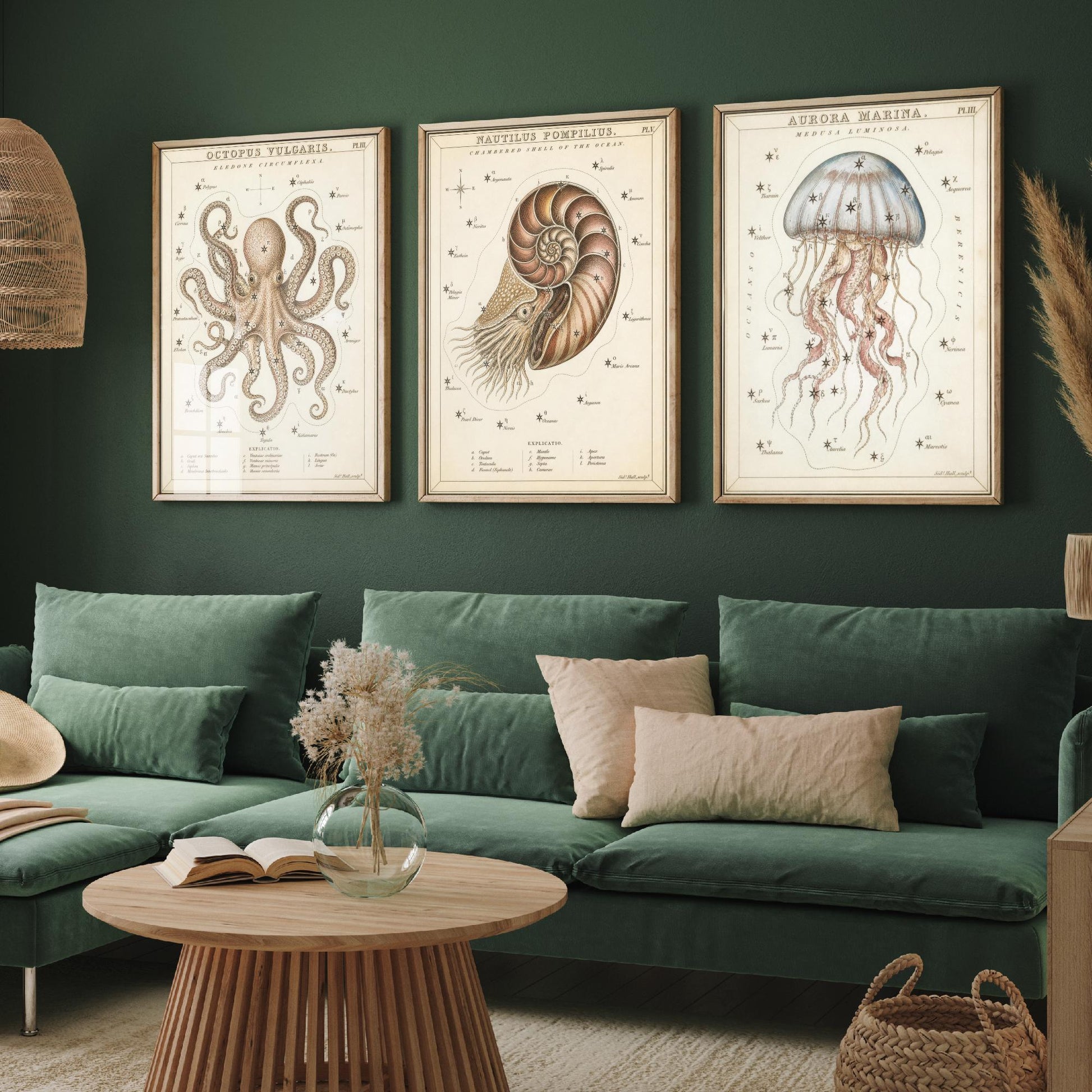 Sidney Hall Style Sea Creatures Set of Three Art Prints - 3 Octopus Nautilus Jellyfish Posters - Vintage Nautical Illustration