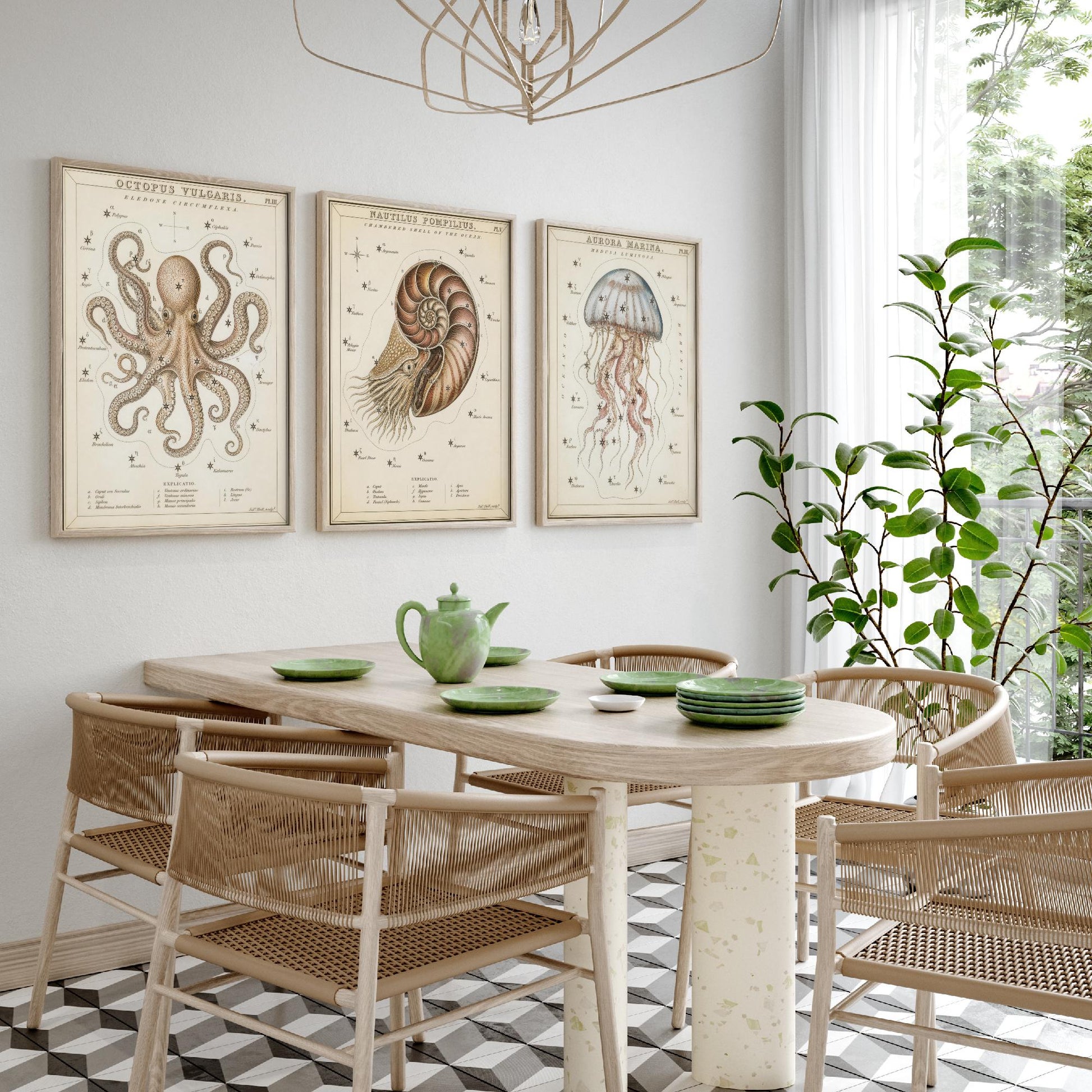 Sidney Hall Style Sea Creatures Set of Three Art Prints - 3 Octopus Nautilus Jellyfish Posters - Vintage Nautical Illustration