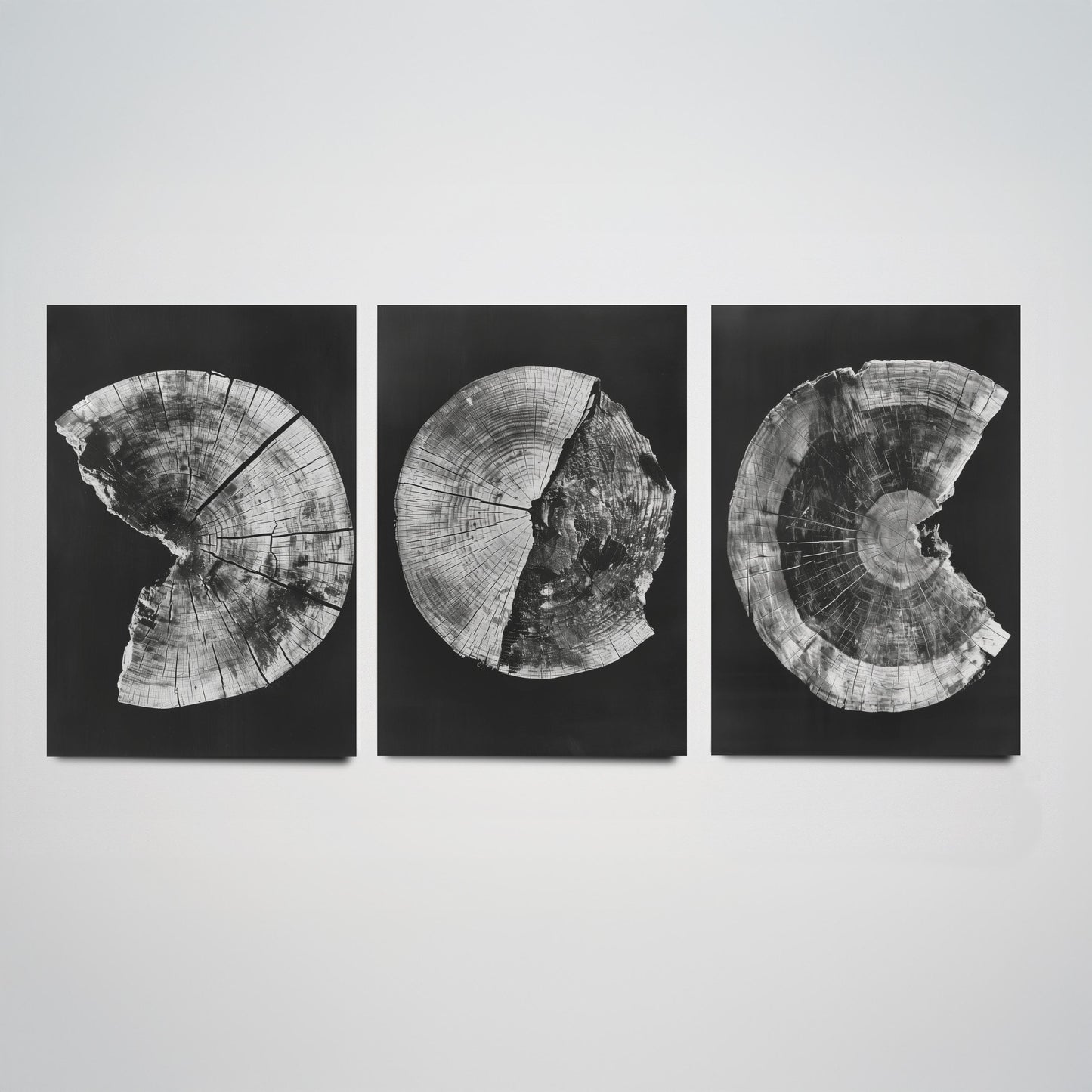 Inverted White Cracked Tree Ring Set of Three Art Prints Poster Illustration V1