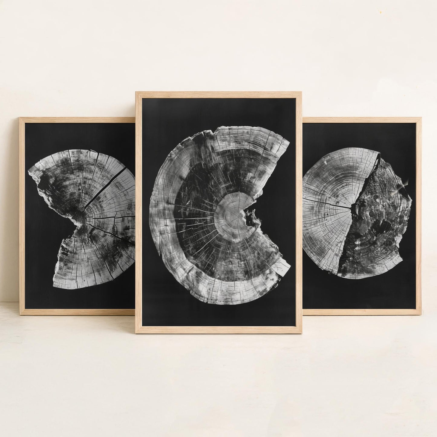 Inverted White Cracked Tree Ring Set of Three Art Prints Poster Illustration V1