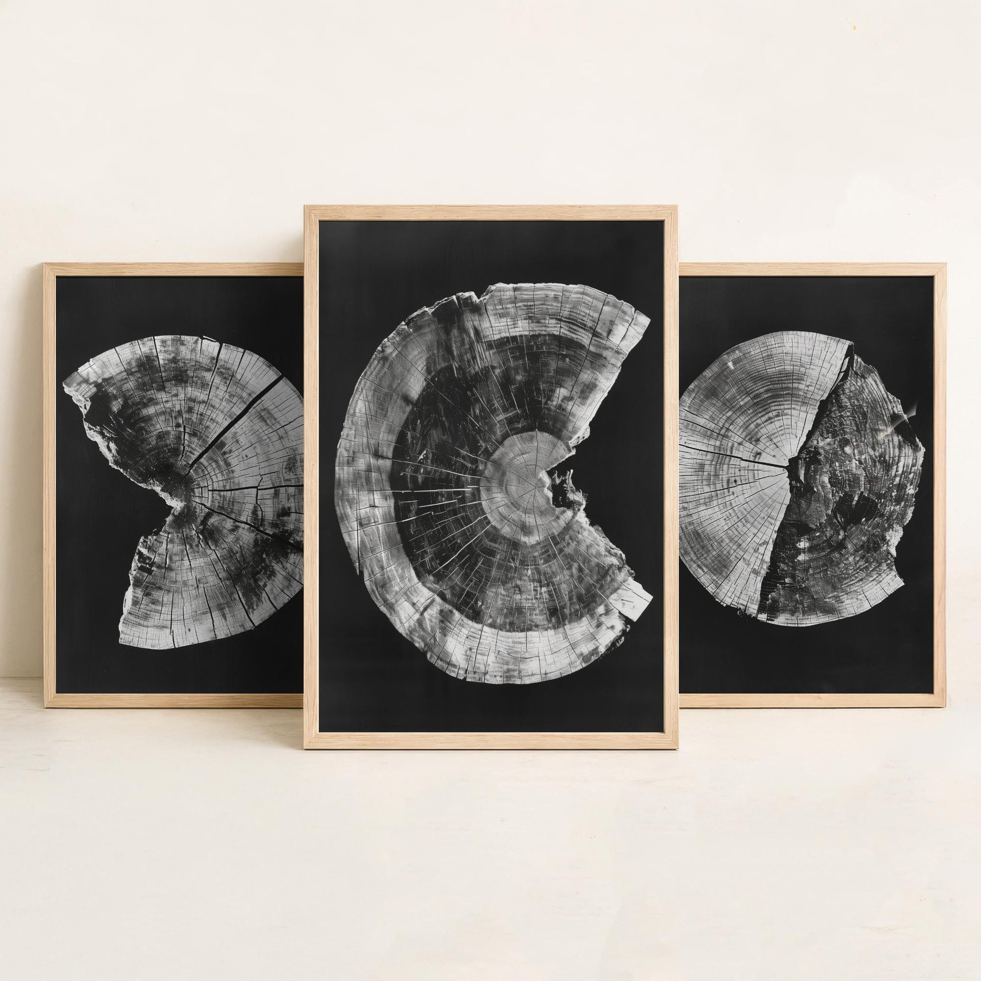 Inverted White Cracked Tree Ring Set of Three Art Prints Poster Illustration V1