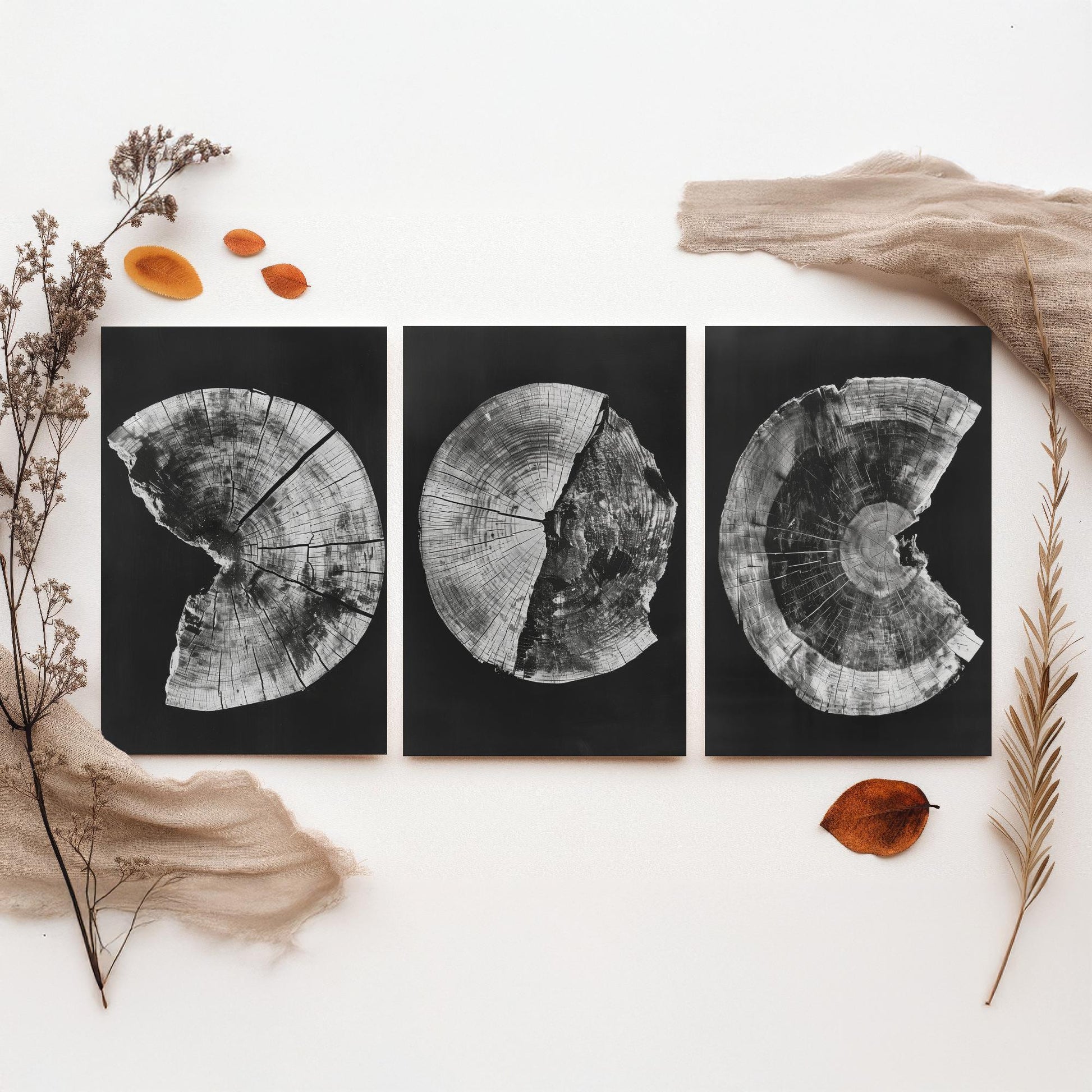 Inverted White Cracked Tree Ring Set of Three Art Prints Poster Illustration V1