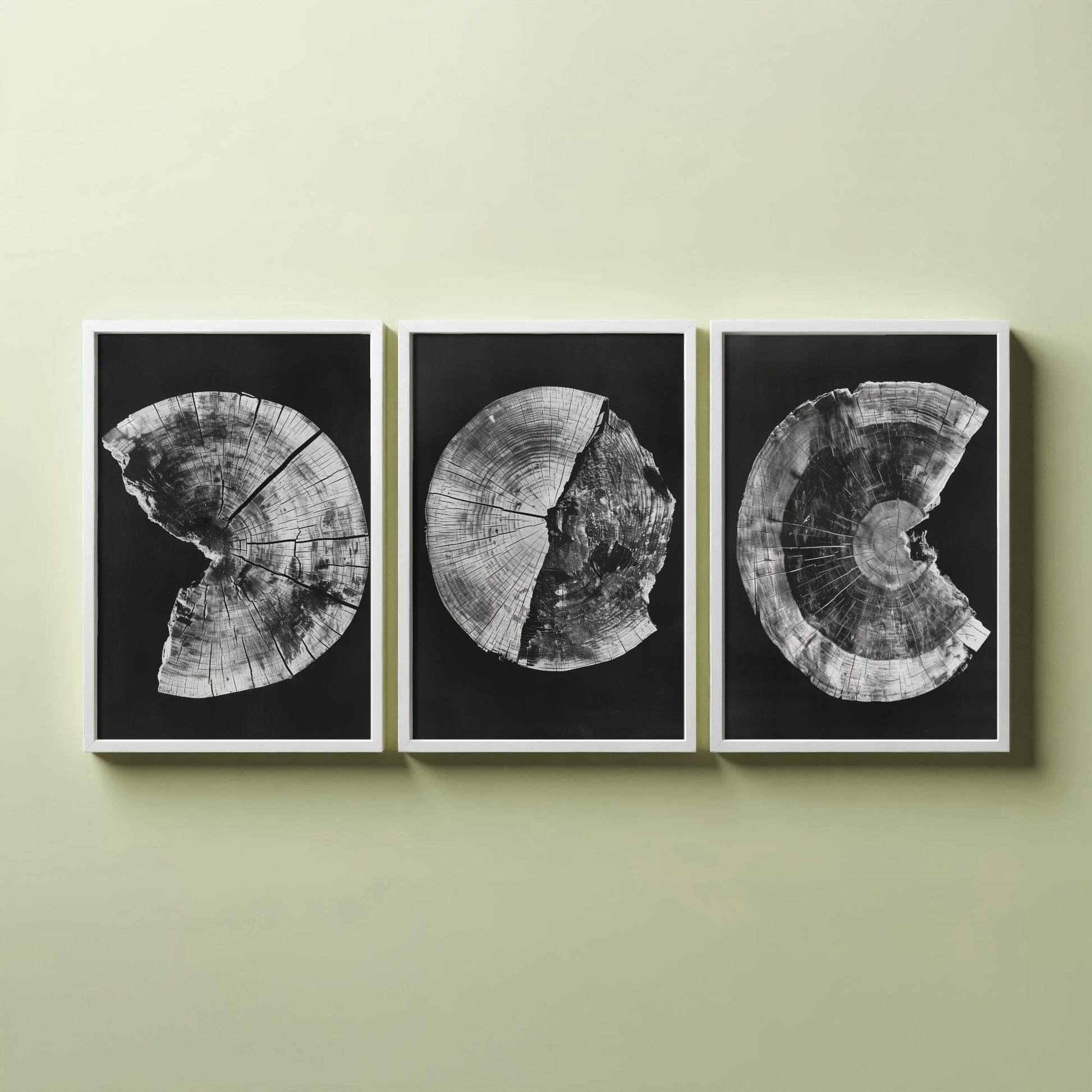 Inverted White Cracked Tree Ring Set of Three Art Prints Poster Illustration V1