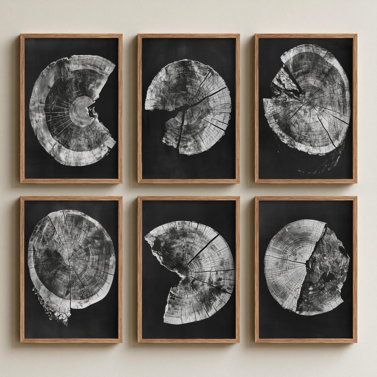Set of Six Black and White Tree Ring Art Prints - 6 Broken Wood Slice Posters - Cracked Timber Rounds on Black Photo