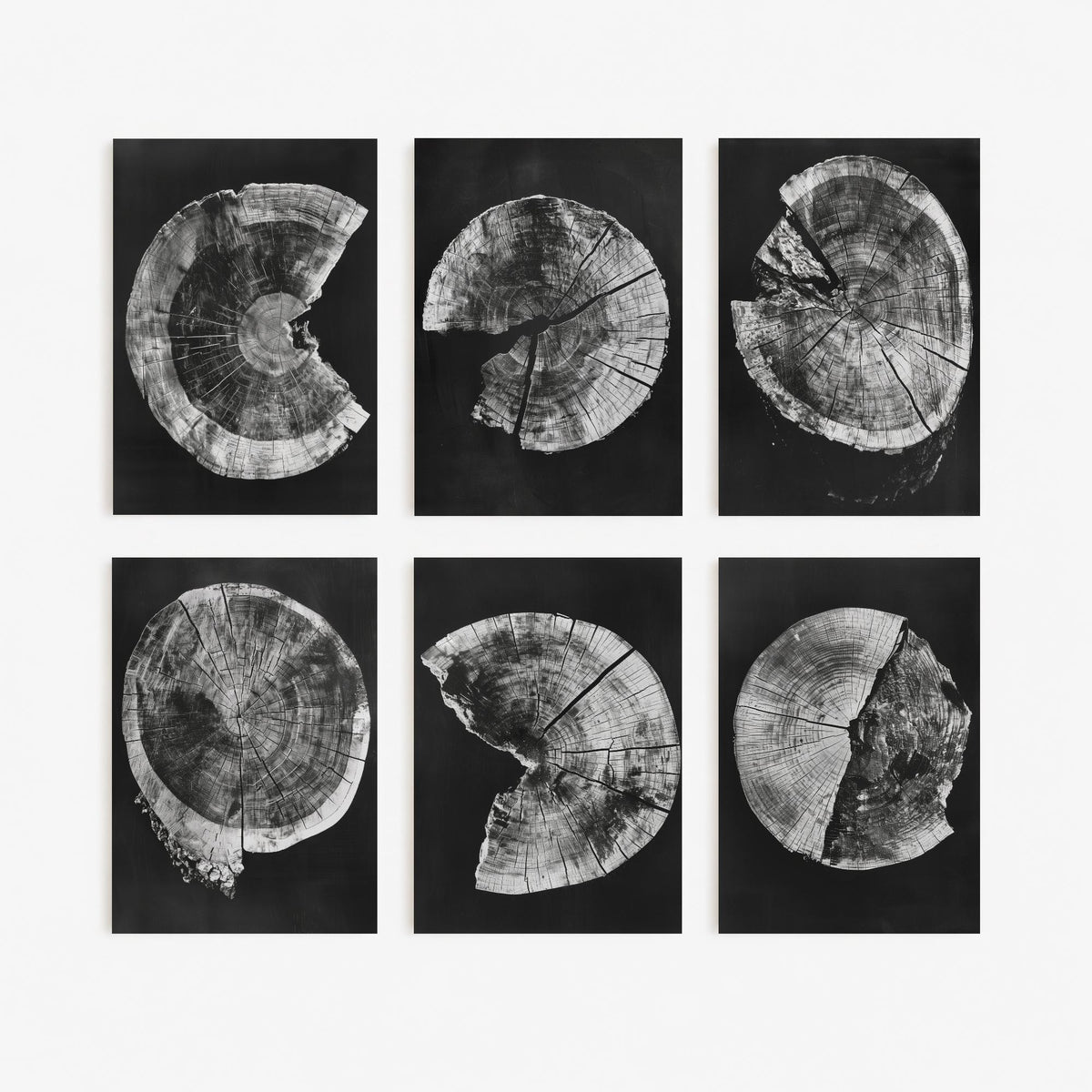 Set of Six Black and White Tree Ring Art Prints - 6 Broken Wood Slice Posters - Cracked Timber Rounds on Black Photo