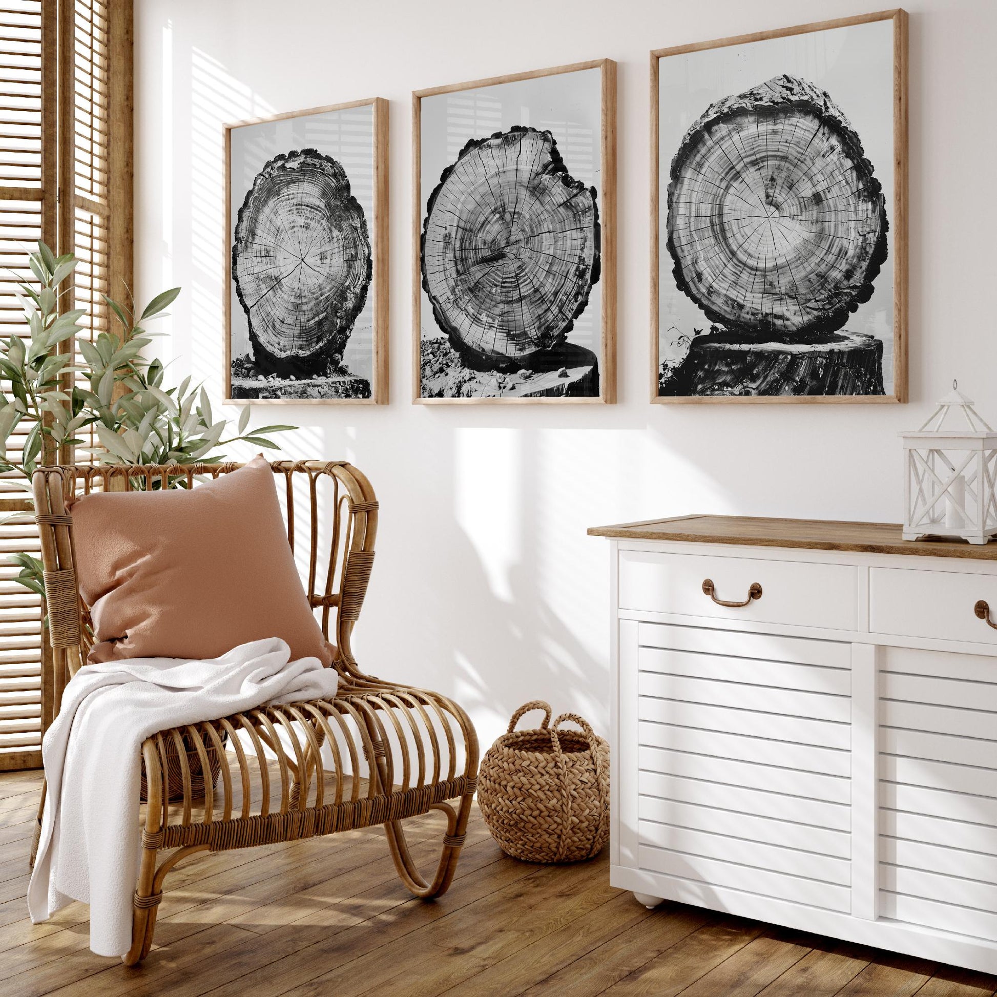 Rustic Tree Stump Rings Set of Three Art Prints Poster Photo Nature Decor