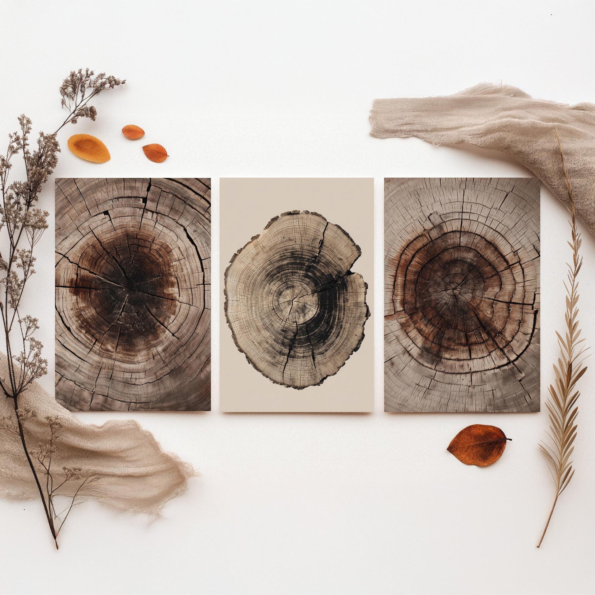 Rich Brown Tree Ring Set of Three Art Prints Poster Painting Rustic Decor V4
