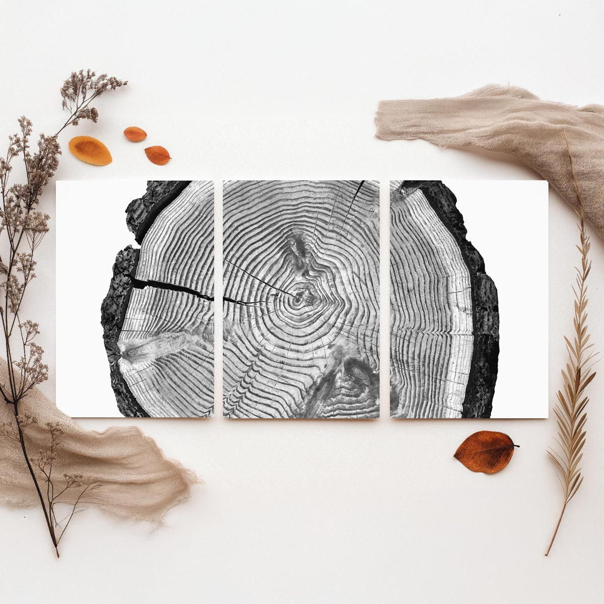 Tree Rings Set of Three Art Prints - Black and White Log Cross Section Split Across Three Panels - Monochrome Wood Photo Poster
