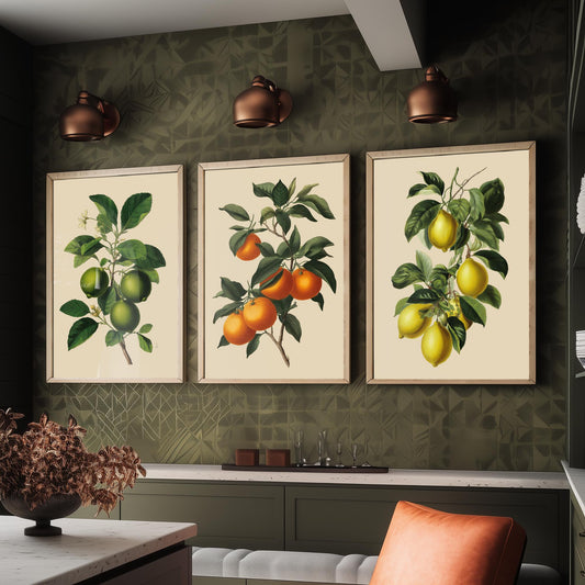 Vintage Citrus Set of Three Art Prints | Limes Oranges Lemons Botanical Illustration | Kitchen Poster Wall Decor