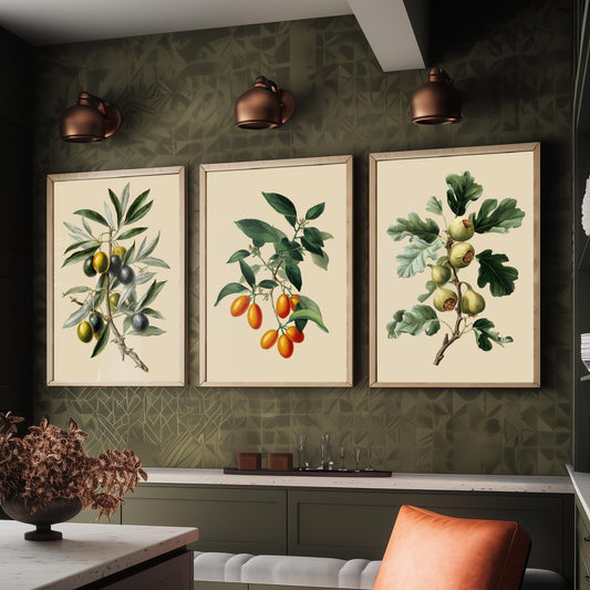 Vintage Botanical Set of Three Art Prints | Olives Kumquats Figs Illustration | Mediterranean Kitchen Poster Wall Decor