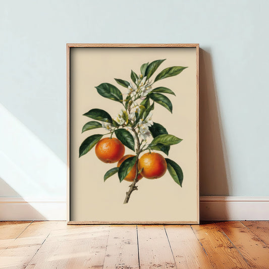 Orange Botanical Art Print - Vintage Fruit Kitchen Poster - Citrus Illustration Wall Art V3 1/3