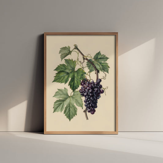 Grape Botanical Art Print - Vintage Fruit Kitchen Poster - Grapevine Illustration Wall Art V3 2/3