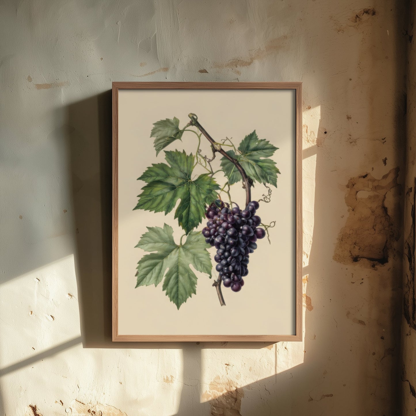 Grape Botanical Art Print - Vintage Fruit Kitchen Poster - Grapevine Illustration Wall Art V3 2/3