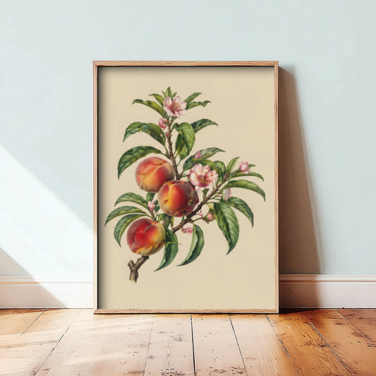 Peach Botanical Art Print - Vintage Fruit Kitchen Poster - Peach Blossom Illustration Wall Art V3 3/3