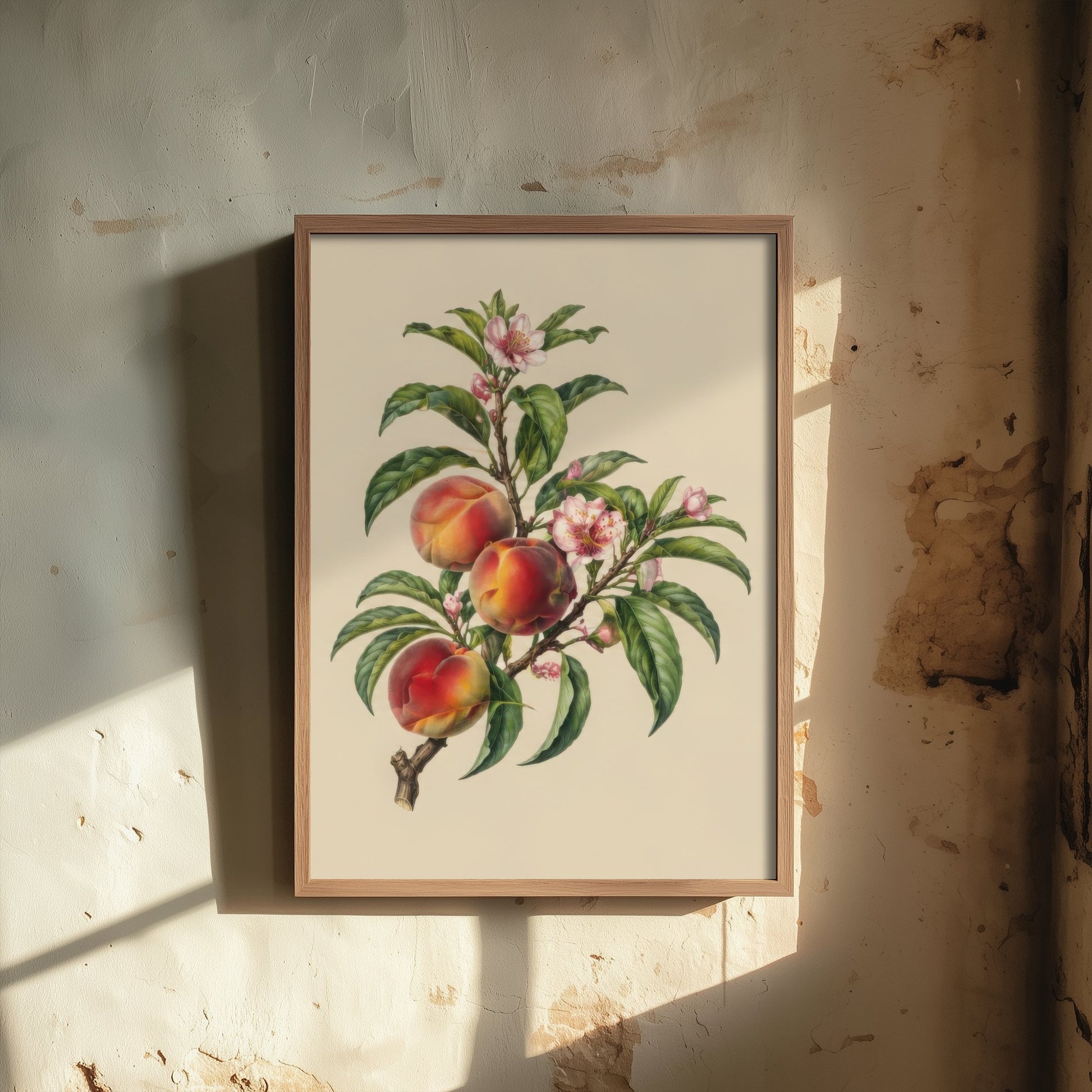 Peach Botanical Art Print - Vintage Fruit Kitchen Poster - Peach Blossom Illustration Wall Art V3 3/3