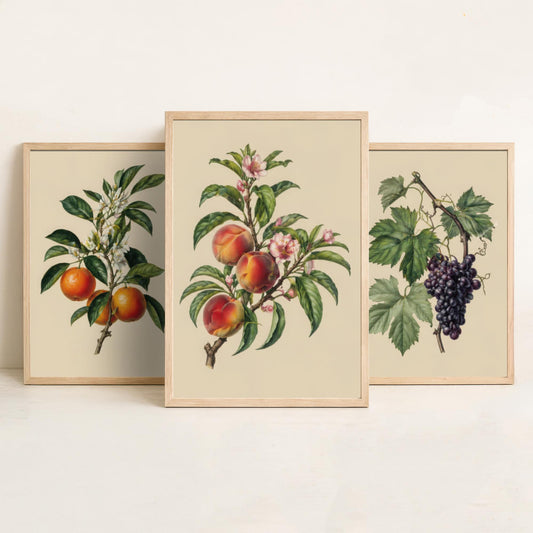 Vintage Fruit Set of Three Art Prints | Oranges Grapes Peaches Botanical Illustration | Kitchen Poster Wall Decor