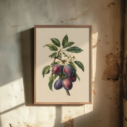 Plum Botanical Art Print - Vintage Fruit Kitchen Poster - Plum Illustration Wall Art V4 3/3