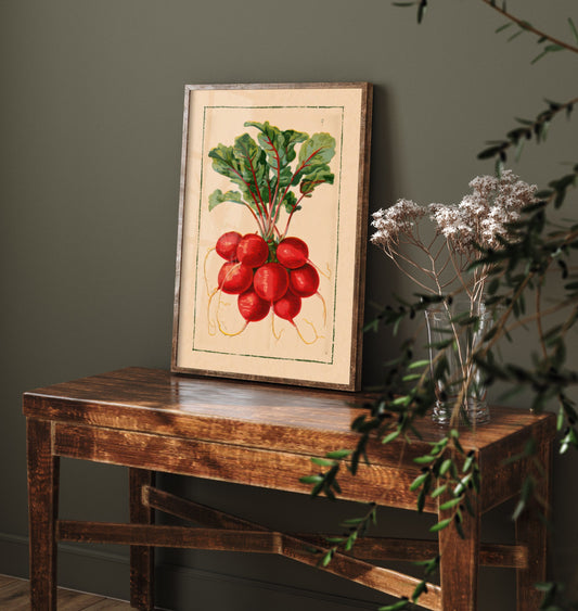 Radish Art Print - Vintage Seed Catalogue Kitchen Garden Poster - Red Root Vegetable Illustration V2 1/3