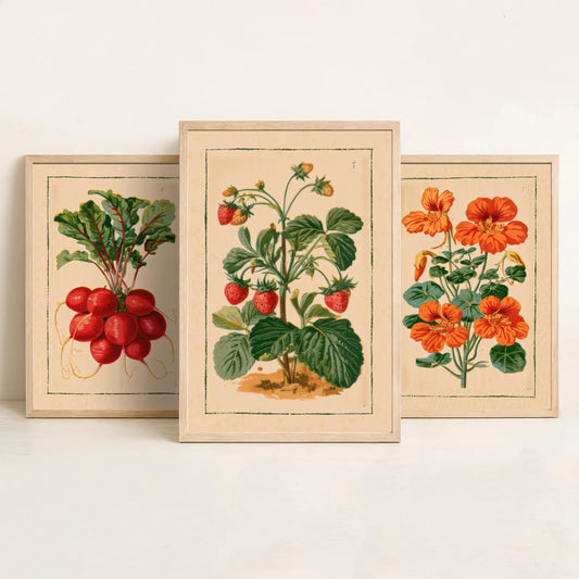 Vintage Kitchen Garden Set of Three Art Prints - Radish, Nasturtium, Strawberry - Seed Catalogue Poster Illustration V2