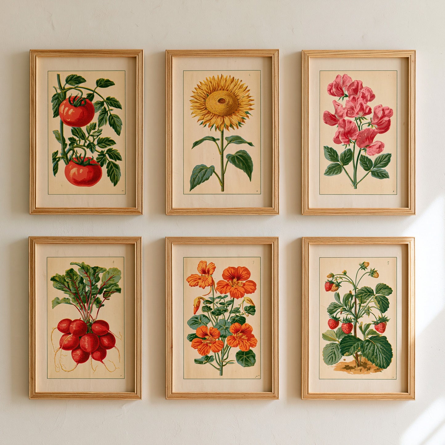 Set of Six Vintage Botanical Art Prints - 6 Kitchen Garden Illustrations - Tomato, Sunflower, Sweet Pea, Radish, Nasturtium - Poster