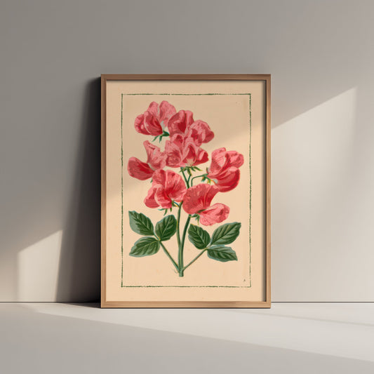 Sweet Pea Art Print - Pink Cottage Flower Poster - Vintage Seed Packet Botanical Illustration V1 3/3