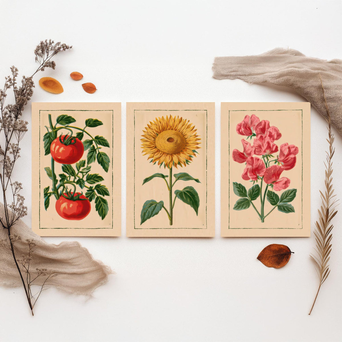 Vintage Kitchen Garden Set of Three Art Prints - Tomato, Sunflower, Sweet Pea - Botanical Poster Illustration V1
