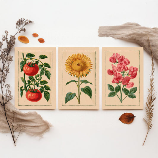 Vintage Kitchen Garden Set of Three Art Prints - Tomato, Sunflower, Sweet Pea - Botanical Poster Illustration V1