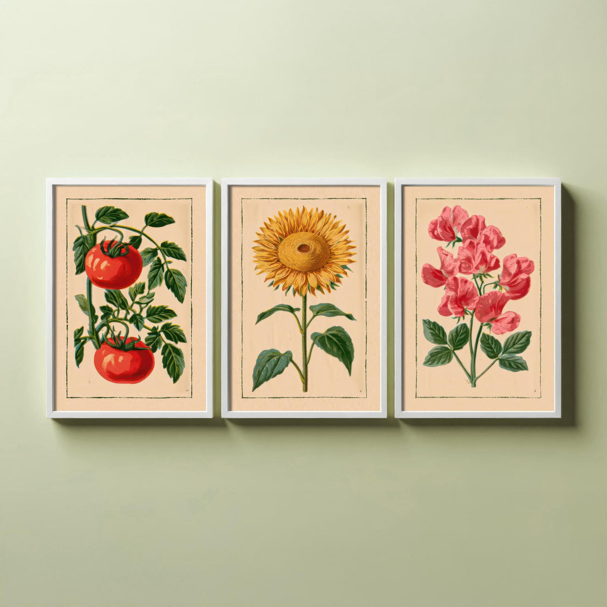 Vintage Kitchen Garden Set of Three Art Prints - Tomato, Sunflower, Sweet Pea - Botanical Poster Illustration V1