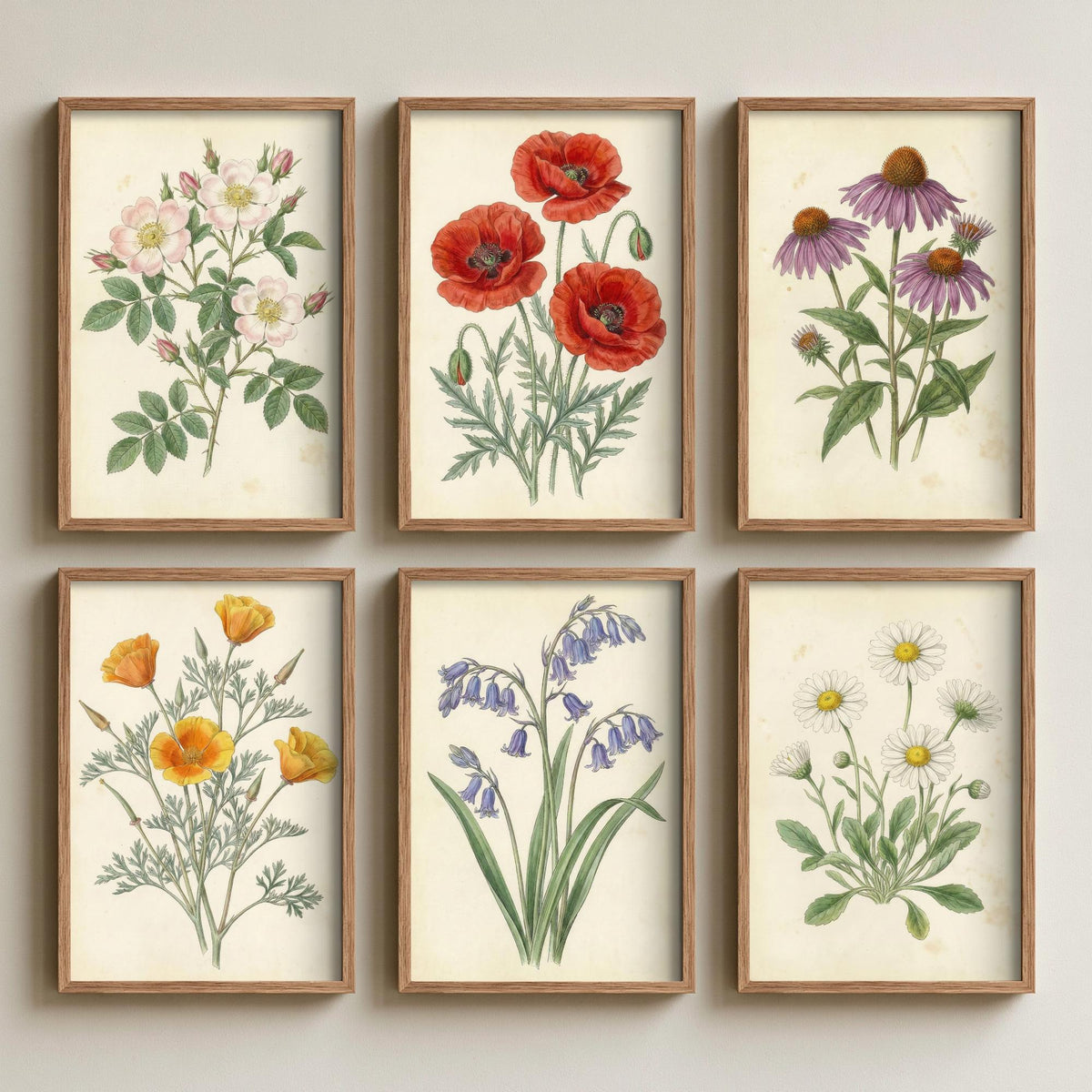 Set of Six Wildflower Art Prints - 6 Antique Botanical Posters - Wild Rose, Poppy, Echinacea, California Poppy, Bluebell, Daisy Illustration