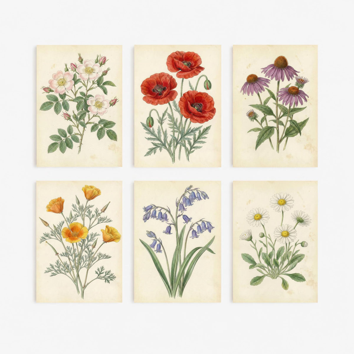 Set of Six Wildflower Art Prints - 6 Antique Botanical Posters - Wild Rose, Poppy, Echinacea, California Poppy, Bluebell, Daisy Illustration
